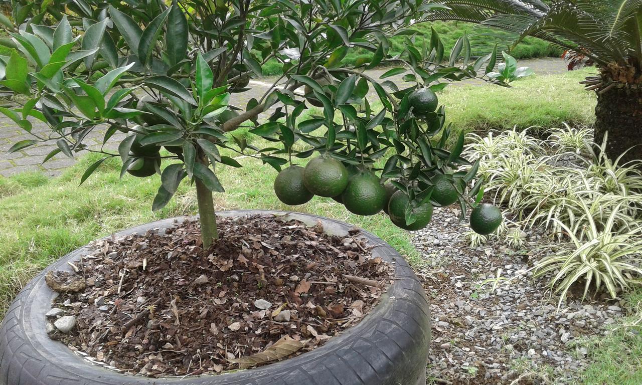סנטו דומינגו דה לוס קולורדוס Estancia La Colina מראה חיצוני תמונה